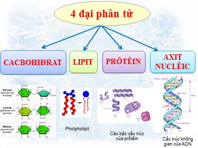 Bài giảng Sinh học 10 - Tiết 5, bài 4+5: Cacbohidrat, lipit và protein