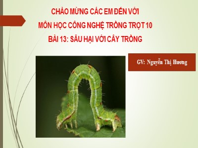 Bài giảng Công nghệ 10 - Bài 13: Sâu hại với cây trồng - Năm học 2022-2023 - Nguyễn Thị Hương - Trường THPT Nguyễn Trãi